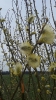 Wielkanoc 2017_19